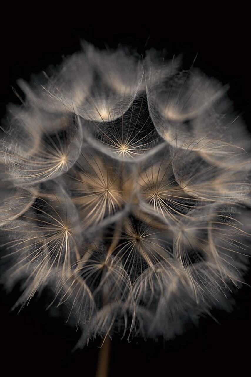 Fragile Beauty Poster Print by Assaf Frank - Item # VARPDXPOD60501